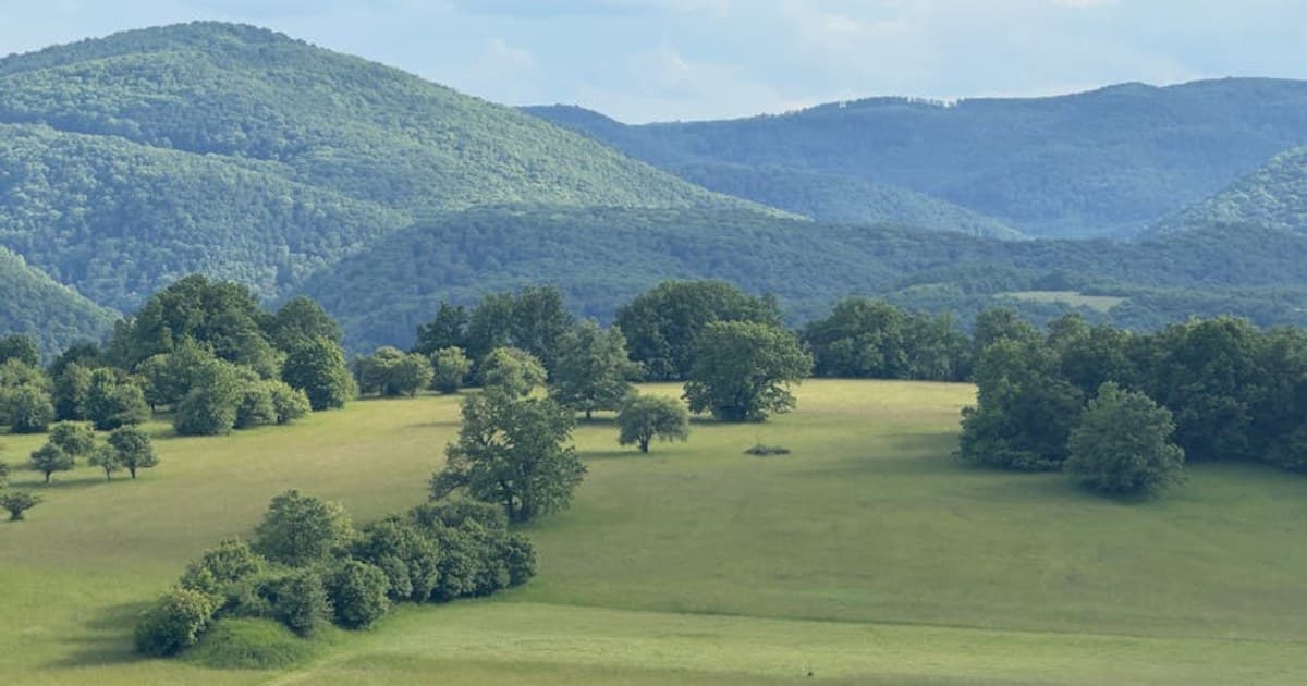 Cannabis Expungement: How Past Convictions Are Being Cleared