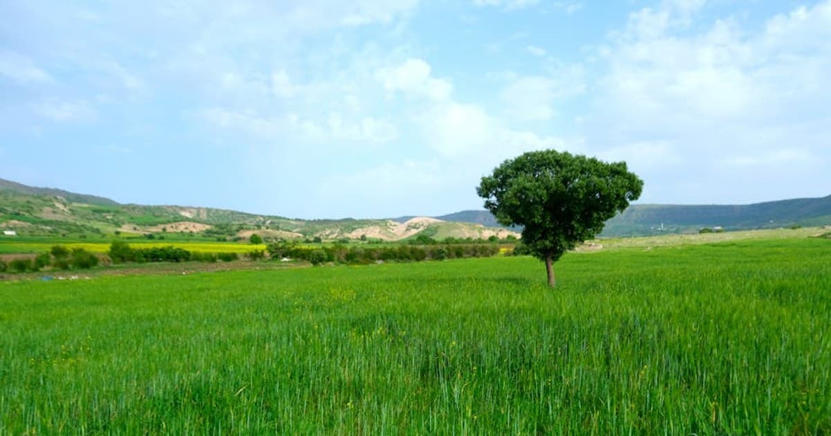 Cannabis for PTSD: Current Research and Patient Experiences