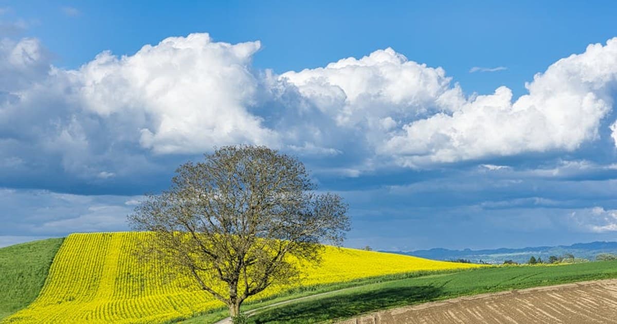 Cannabis for Inflammation: How Cannabinoids Interact with the Immune System