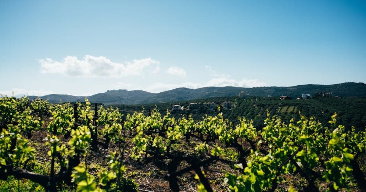 Cannabis Topicals: What They Are and How They Work for Pain and Skin Care