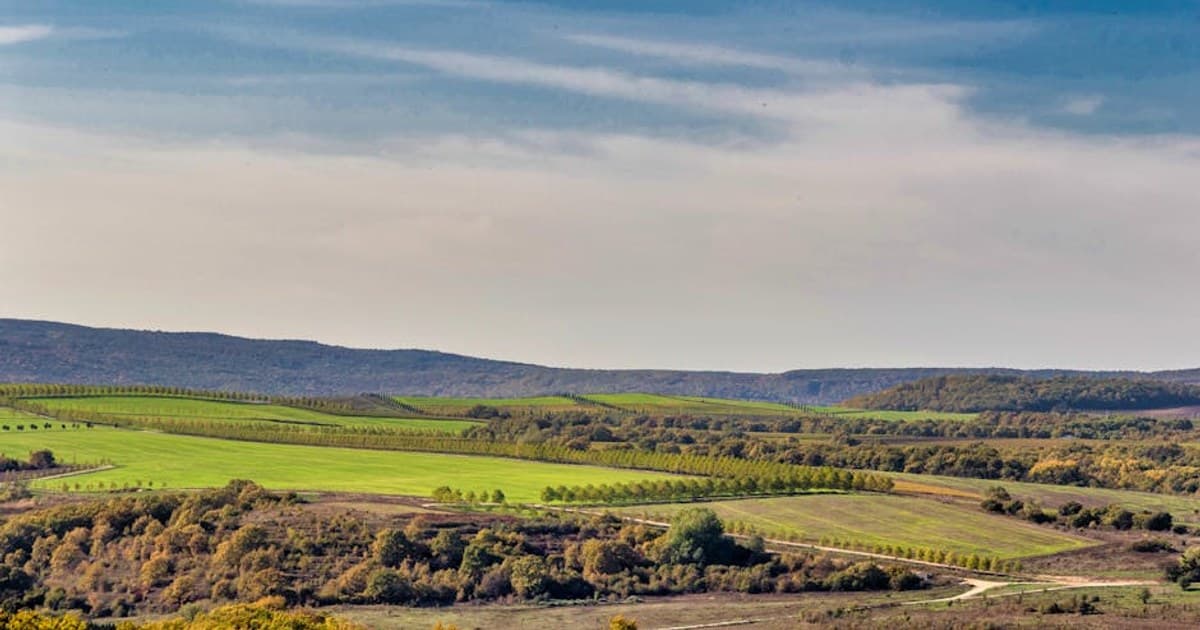 Miles City Bucking Horse Sale: A Cannabis-Aware Weekend