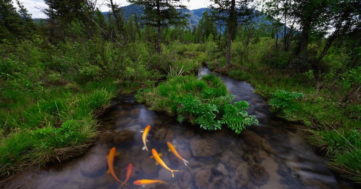 Fly-Fishing the Blackfoot and Bitterroot: A Cannabis-Aware Day
