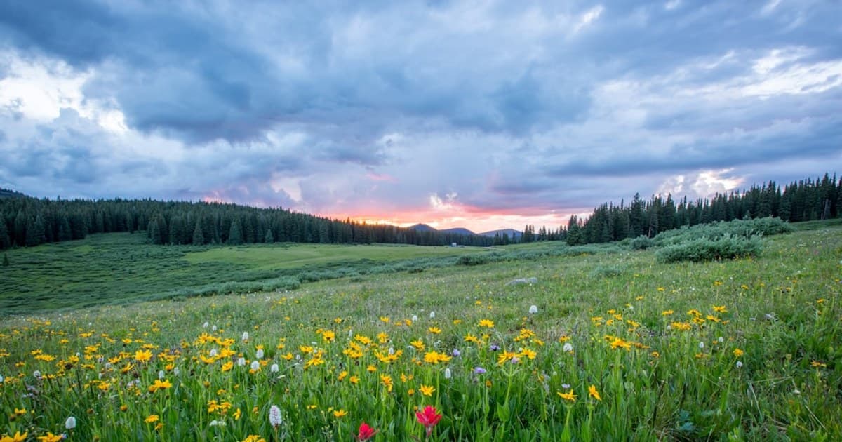 What Is Cannabis? A Complete Beginner's Guide