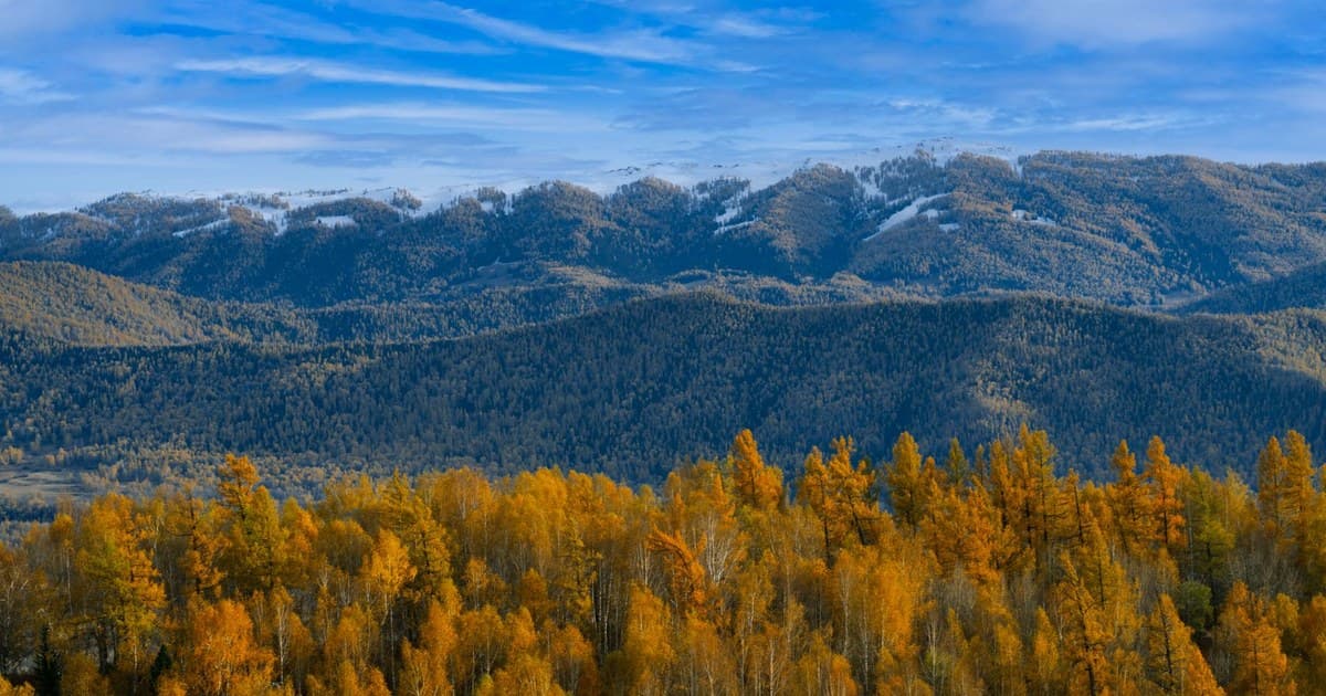 Stunning autumn forest against mountain backdrop and vibrant blue sky.